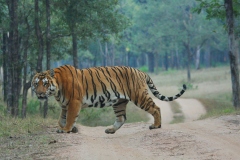 pench male1